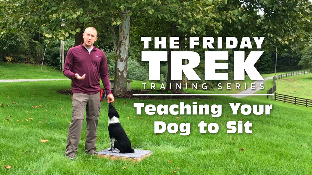 EPISODE 1: Teaching Your Dog to Sit