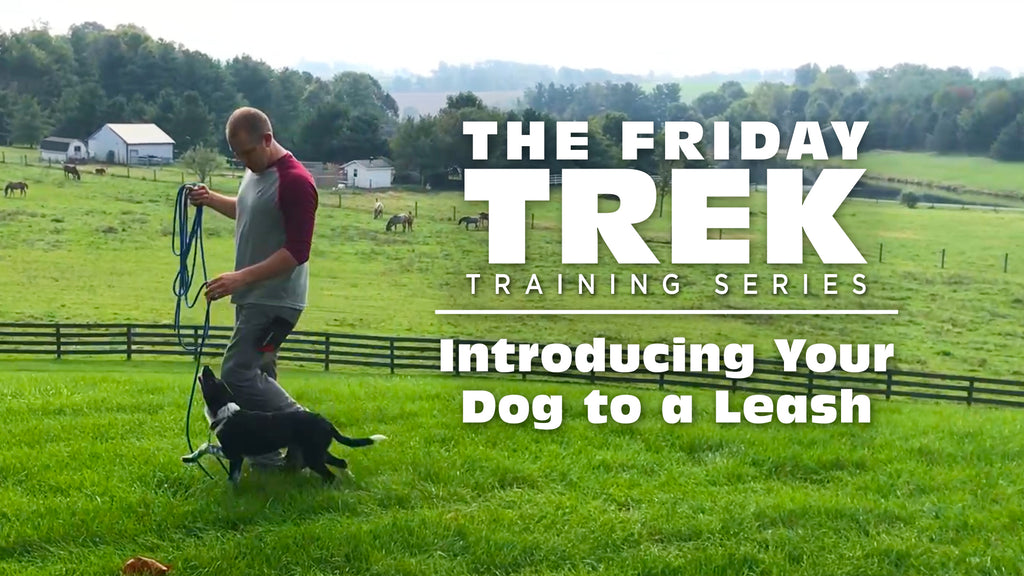 EPISODE 2: Introducing Your Dog to a Leash