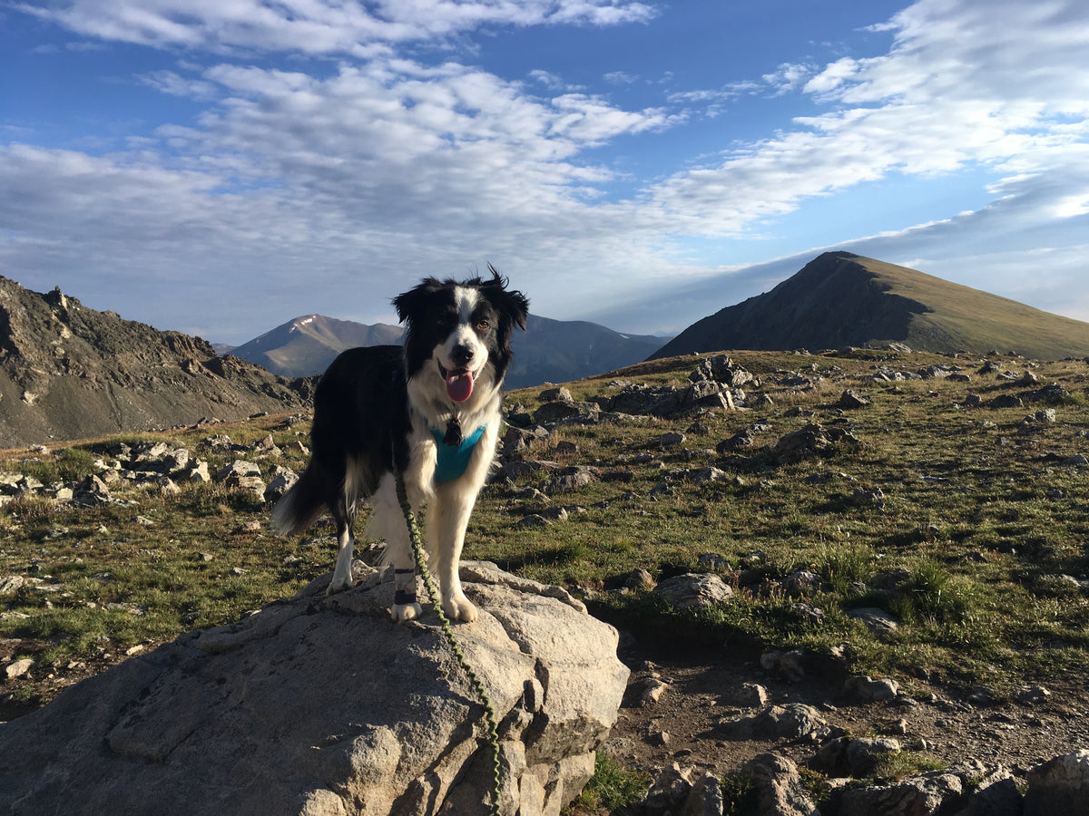 How Far Can Dogs Hike? Hiking With Dogs Safely Terrain Dog