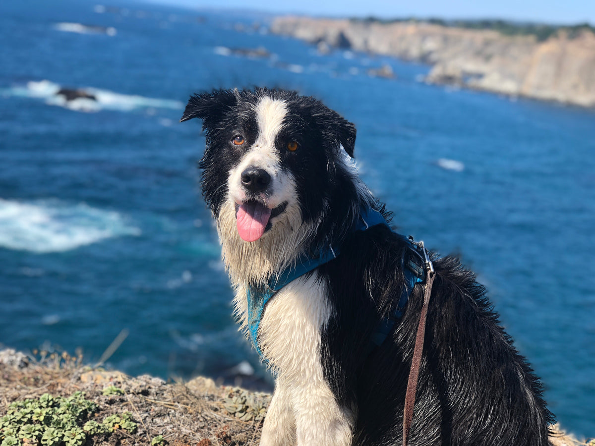 How Do I Stop My Dog From Drinking Saltwater? Terrain Dog