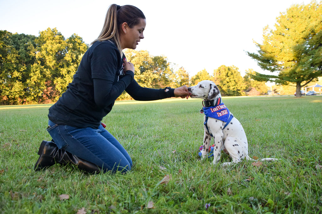 5 things to know before you adopt a deaf dog