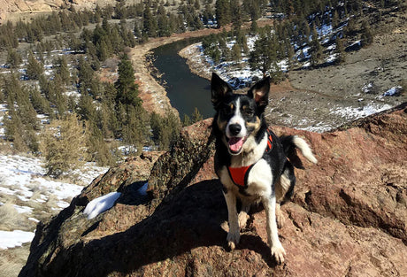 Injury Prevention for Dogs: Keeping Your Dog Adventure-Ready!