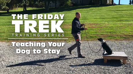EPISODE 3: Teaching Your Dog to Stay