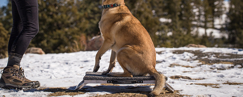 Place Board – Terrain Dog