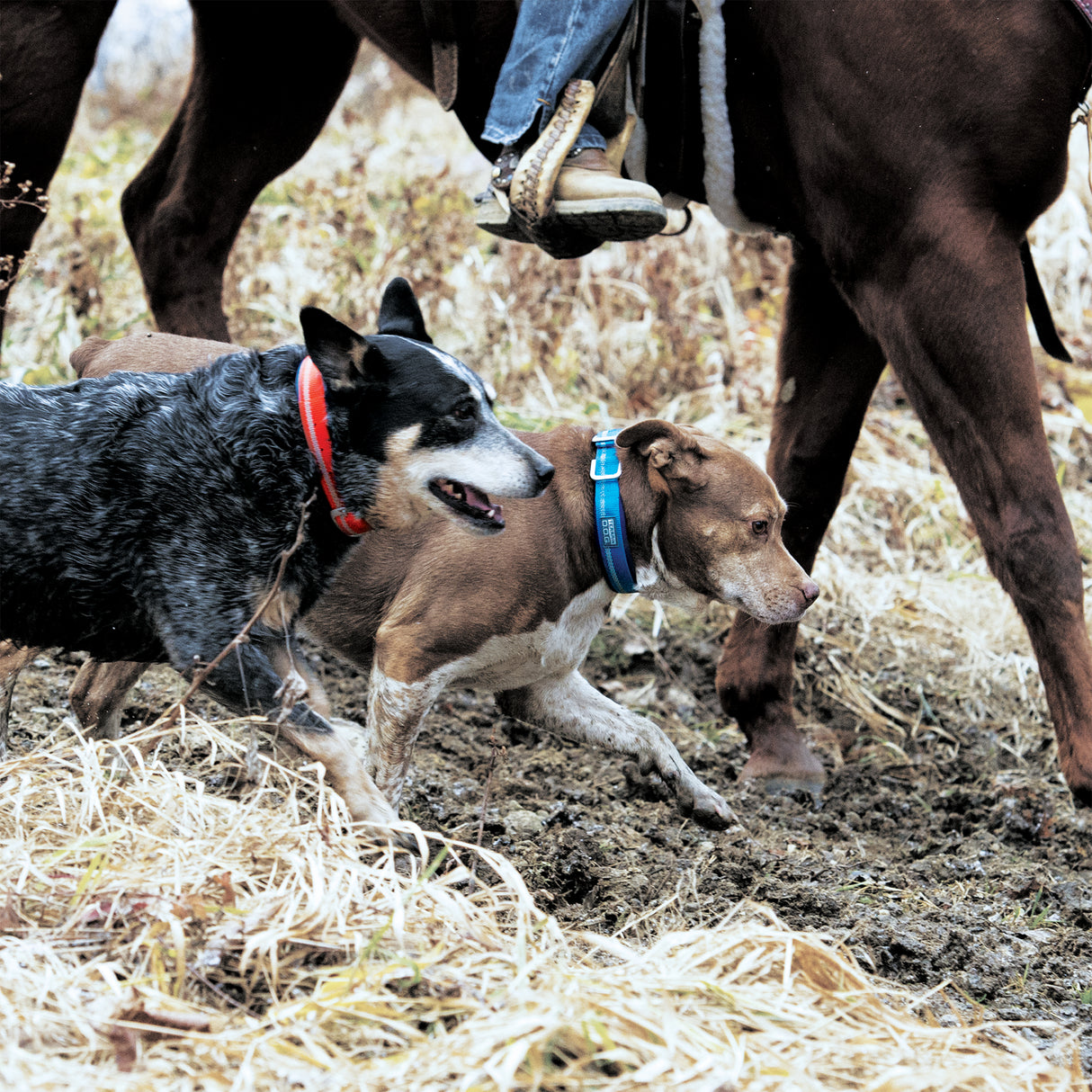 Reflective Neoprene Lined Collar