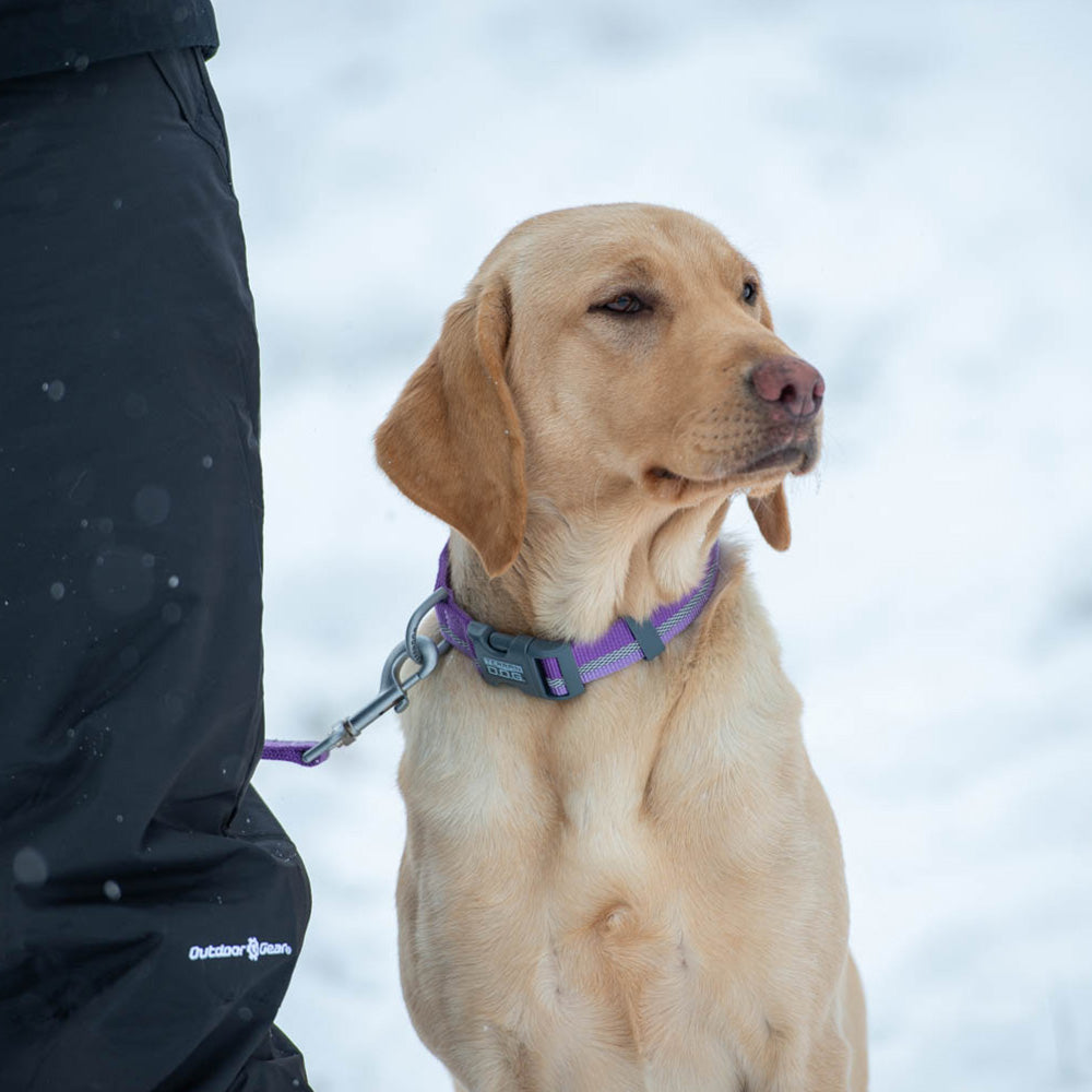 2-Tone Reflective Snap-N-Go Adjustable Nylon Dog Collar