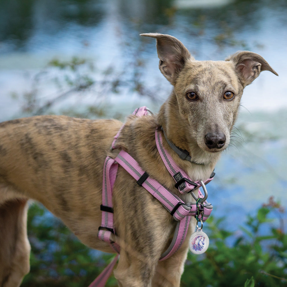 Reflective Neoprene Lined Harness