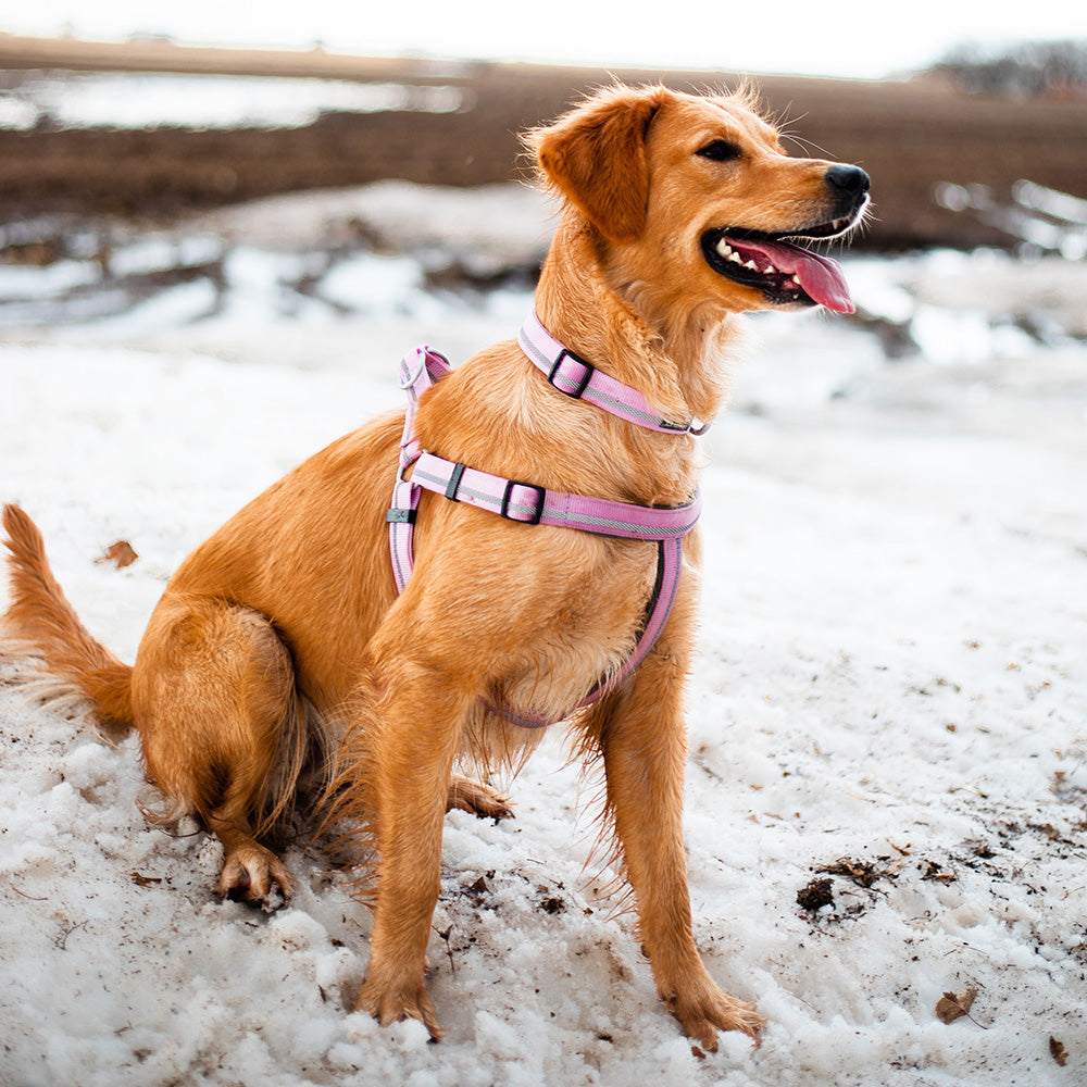 Reflective Neoprene Lined Harness