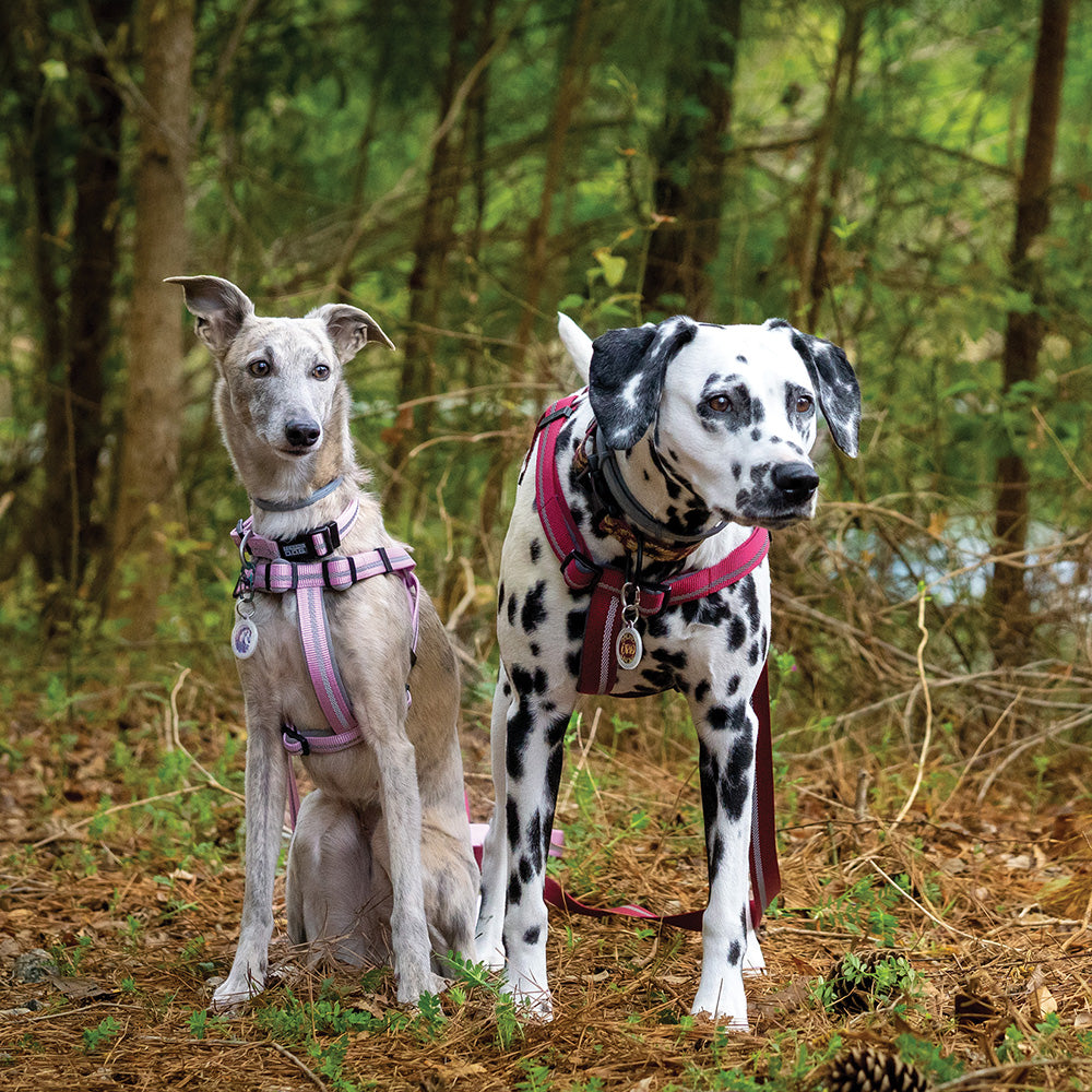 Reflective Neoprene Lined Harness