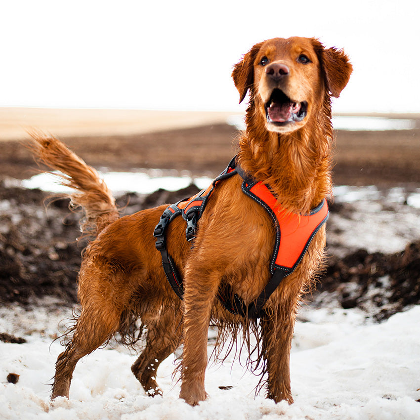 High-Vis Dog Harness