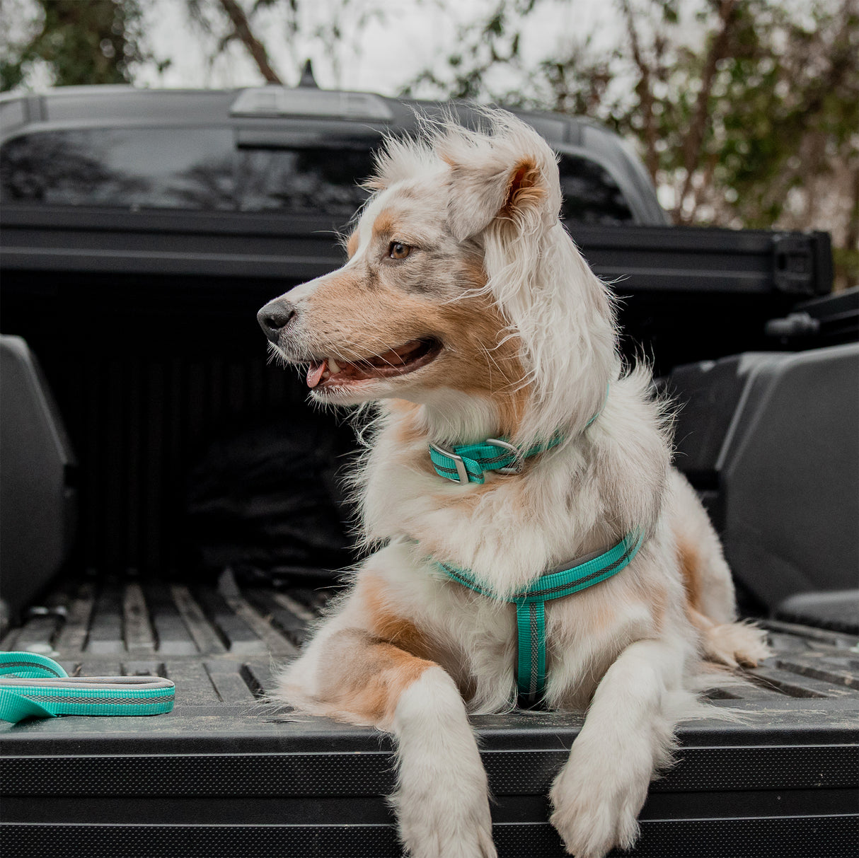 Reflective Neoprene Lined Collar