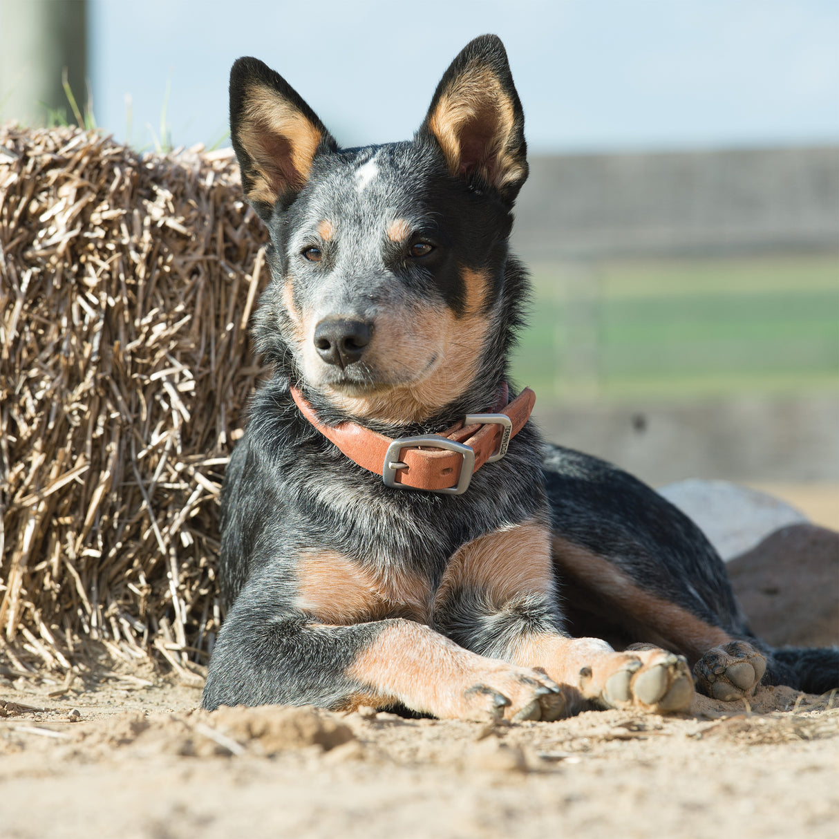 Buttered Harness Leather Hybrid Dog Collar