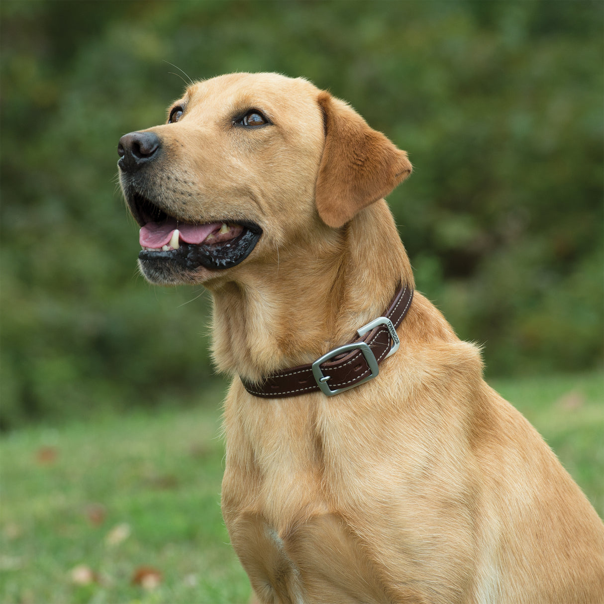 Oiled Harness Leather Hybrid Dog Collar