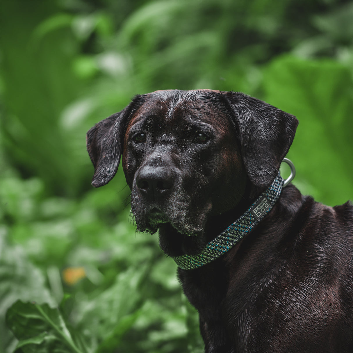 Elevation Air Snap-N-Go Collar