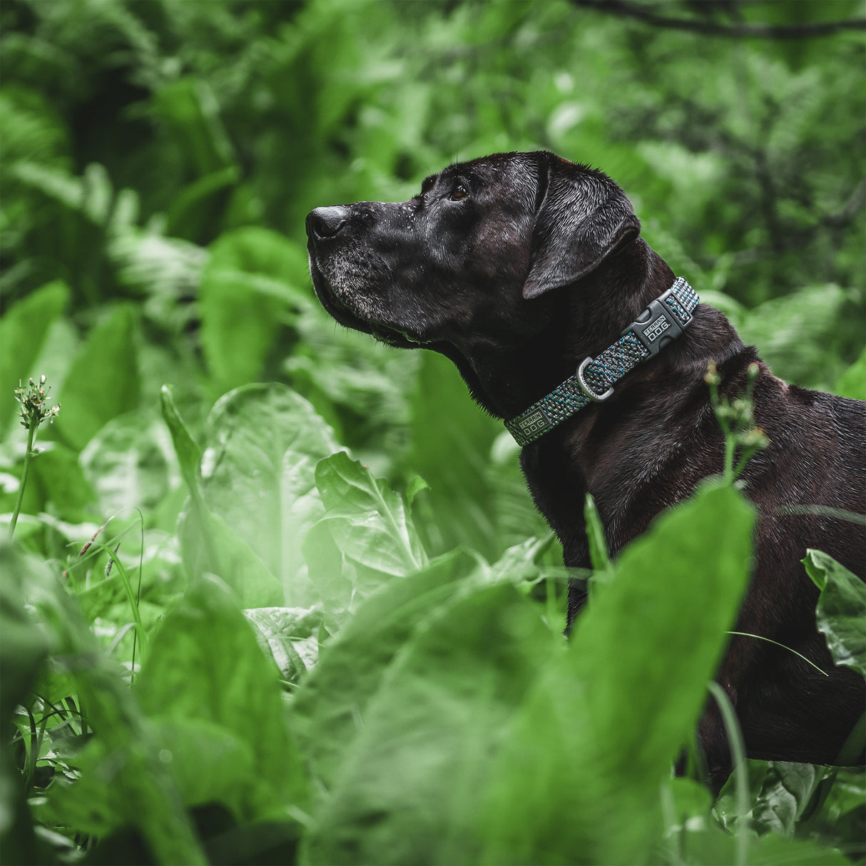 Elevation Air Snap-N-Go Collar