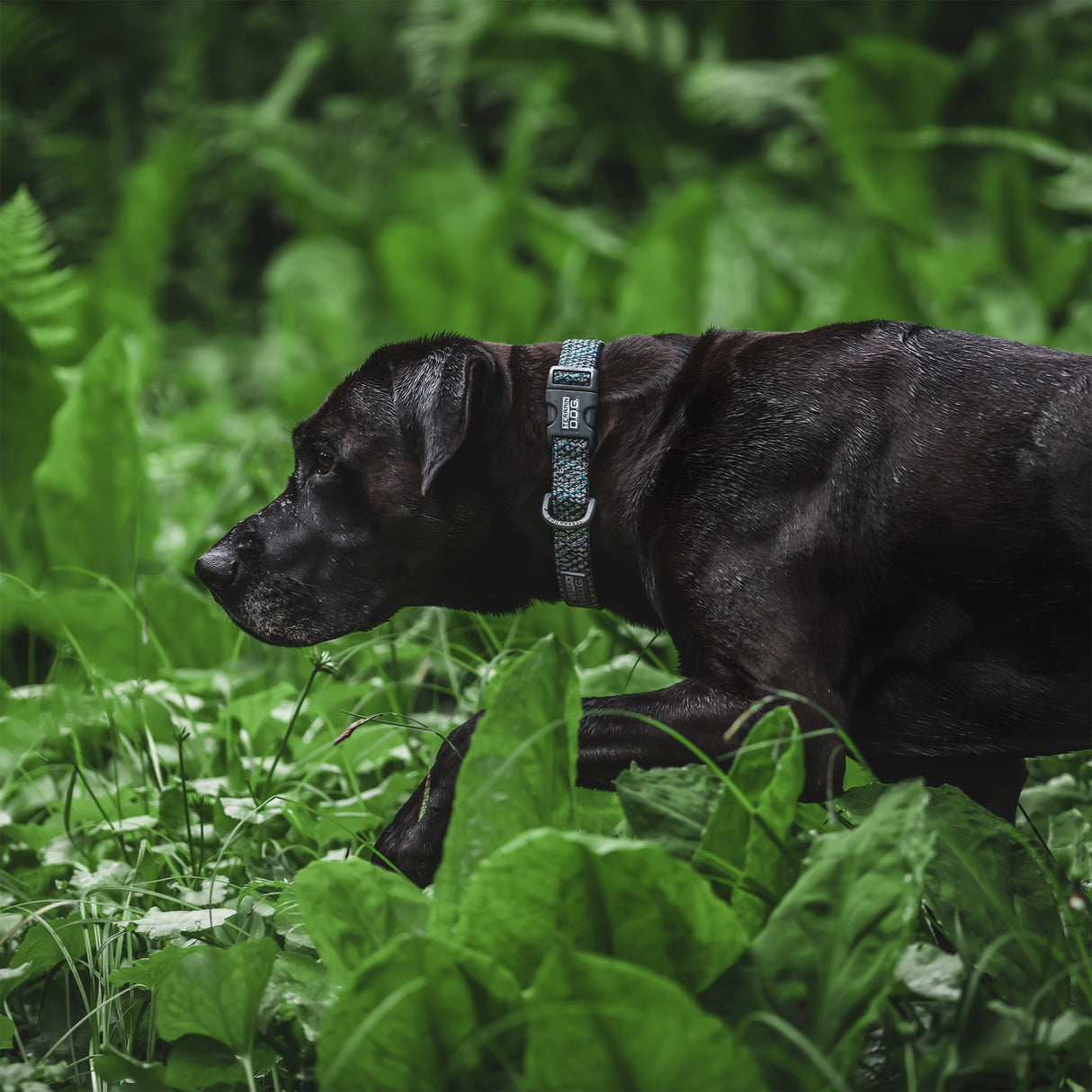 Elevation Air Snap-N-Go Collar