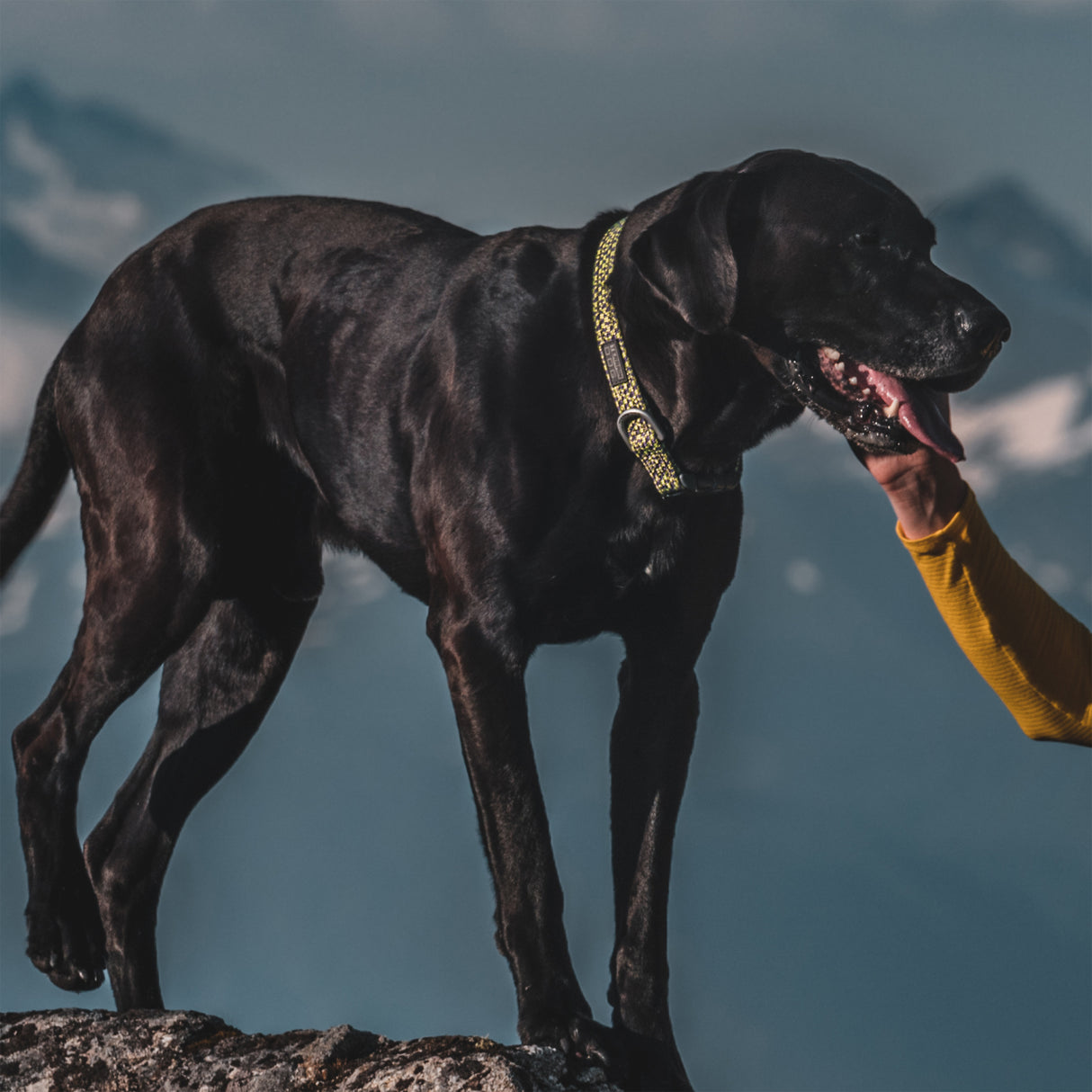 Elevation Air Snap-N-Go Collar