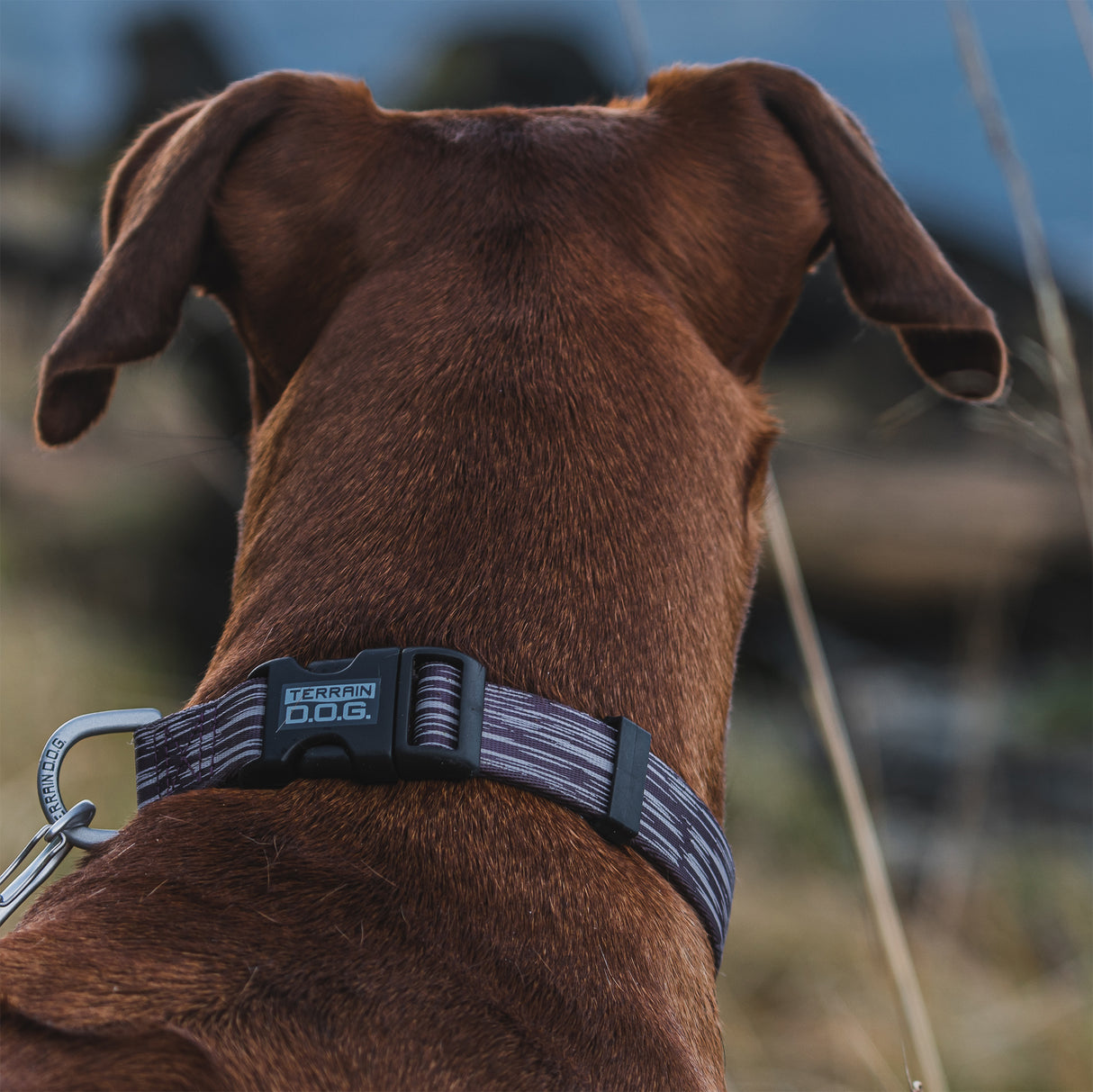 Premium Patterned Snap-N-Go Adjustable Dog Collars