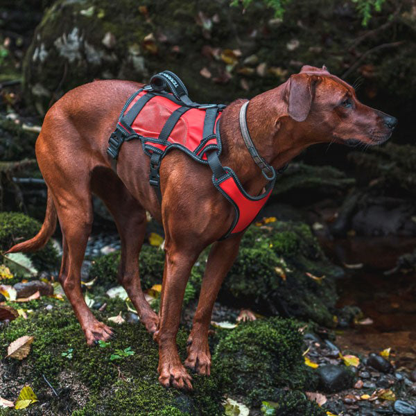 High-Vis Dog Harness