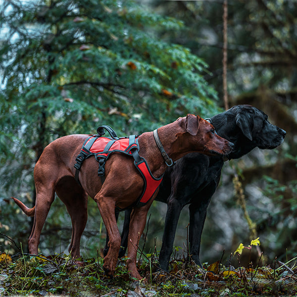 High-Vis Dog Harness