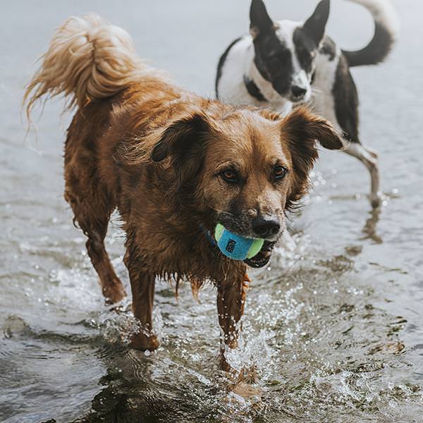 Tennis Balls, Three-Pack