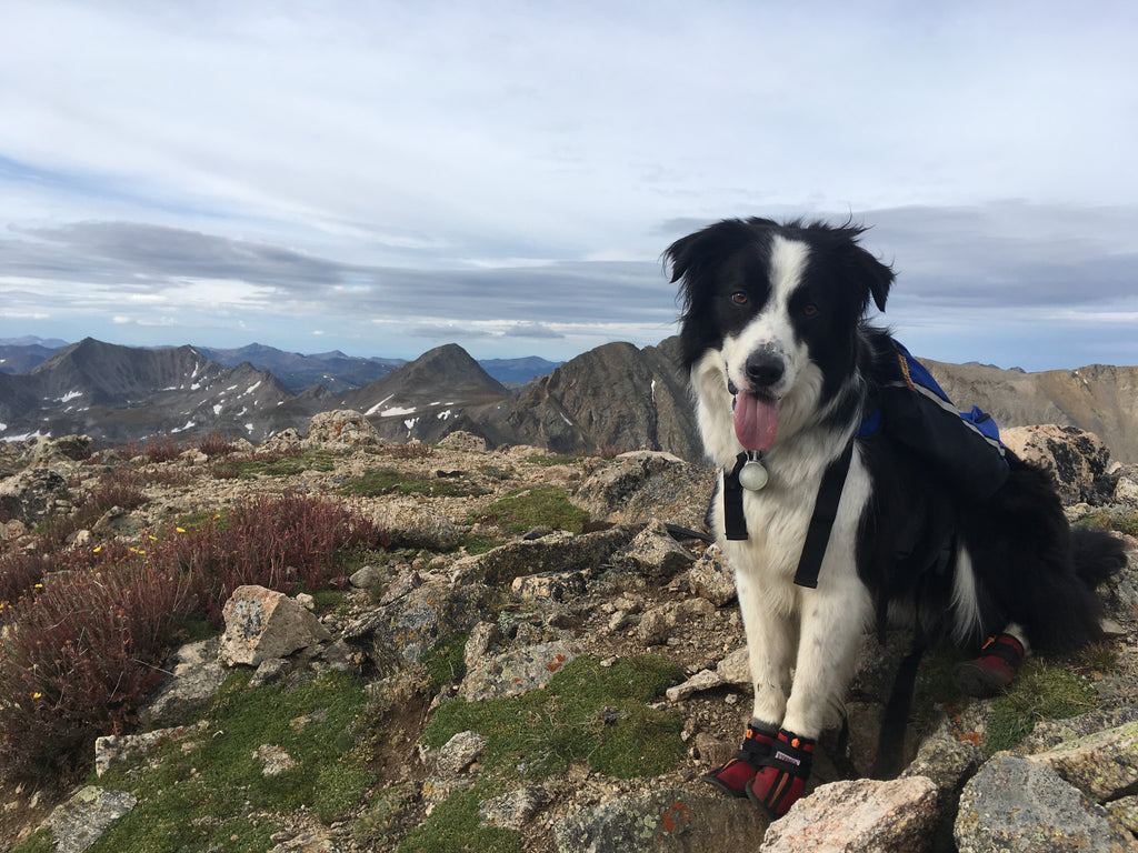 Do Dogs Need Shoes for Hiking?