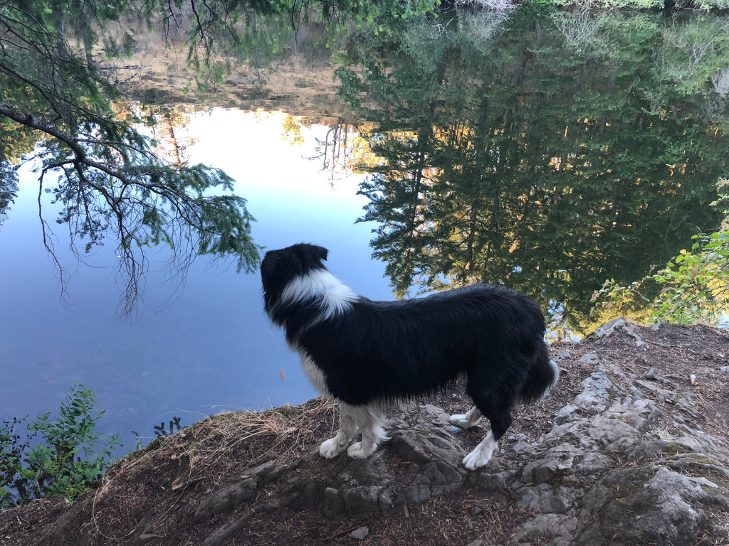 Teach Your Dog to Listen Off Leash Before Hitting the Trail