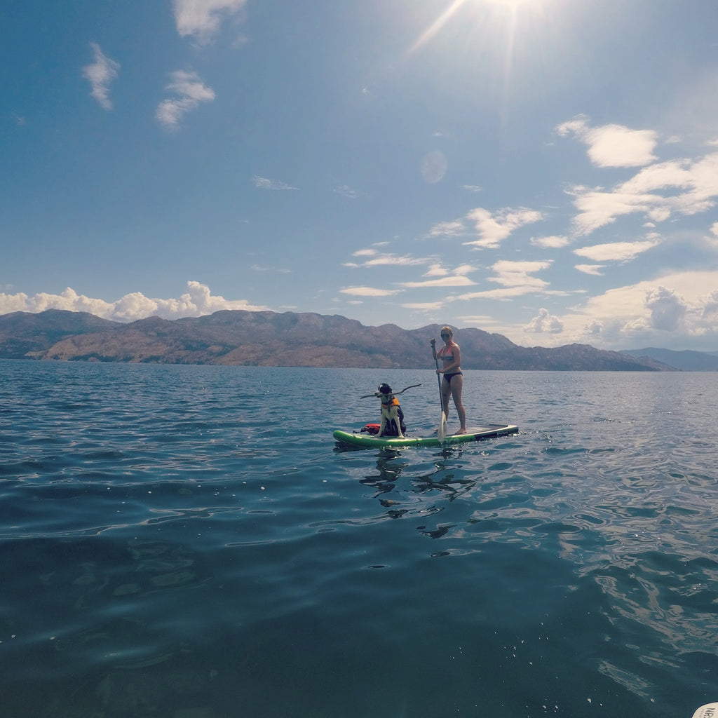 How Do I Teach My Dog to Like Paddleboarding?