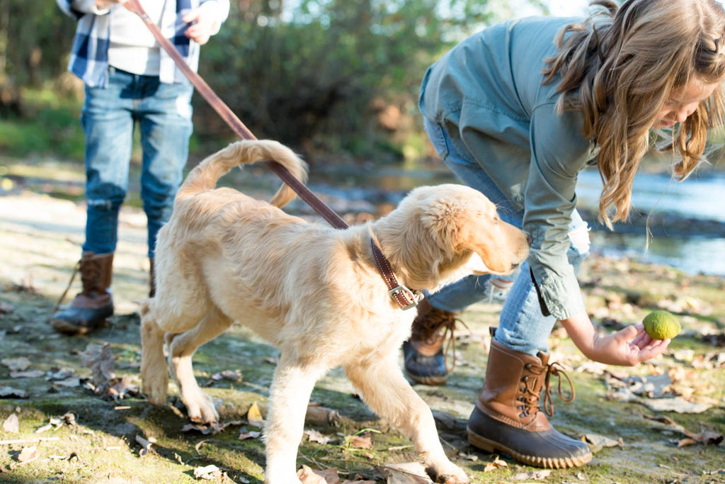 Socialization: Raising a Well-Adjusted Dog