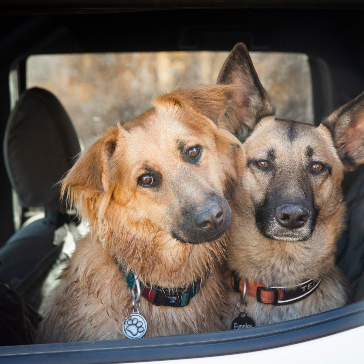 Multi-Dog Adventures – Terrain Dog