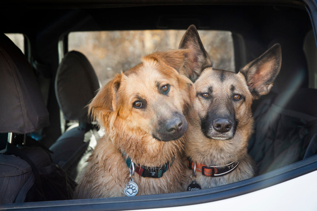 Multi-Dog Adventures