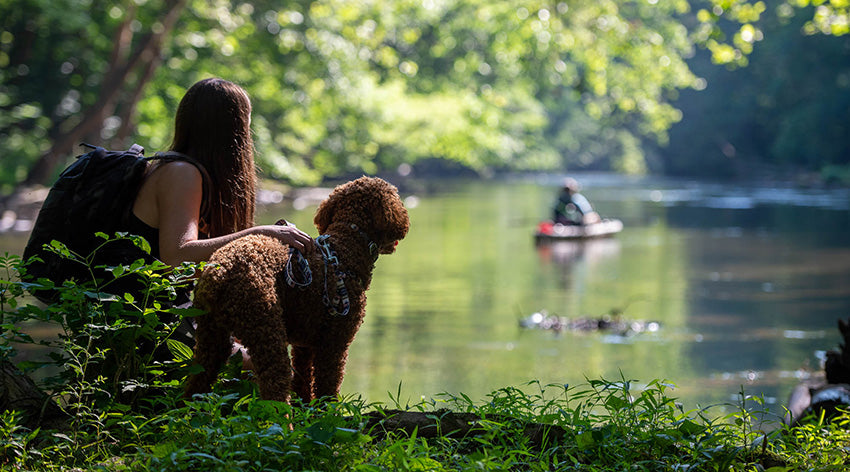 8 Great Weekend Trips to Take with Your Dog