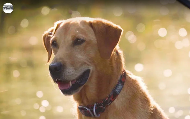 The Terrain D.O.G. Story