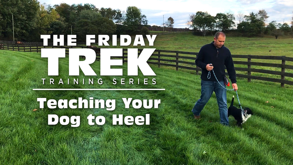 EPISODE 4: Teaching Your Dog to Heel