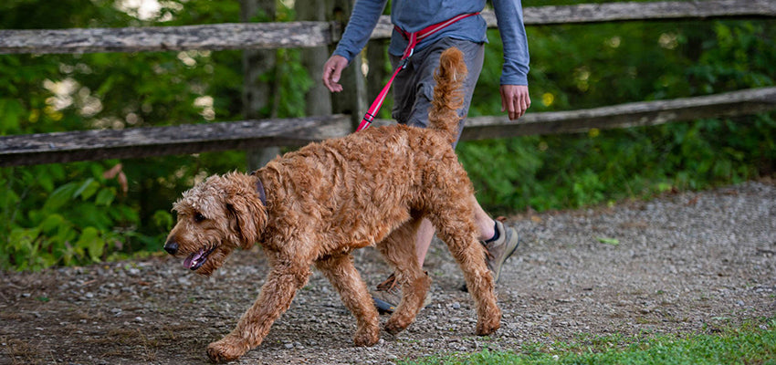 Hands-Free Dog Walking