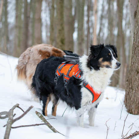 High-Vis Dog Harness