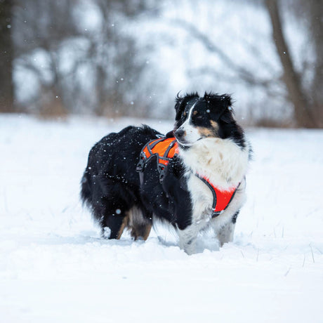 High-Vis Dog Harness