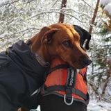 High-Vis Dog Harness
