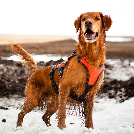 High-Vis Dog Harness