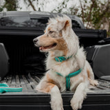 Reflective Neoprene Lined Collar