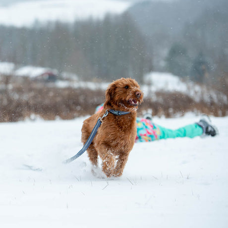 2-Tone Reflective Neoprene Lined Leash