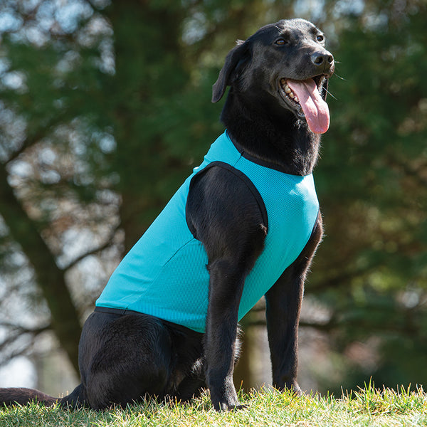 Top paw cooling vest cheap