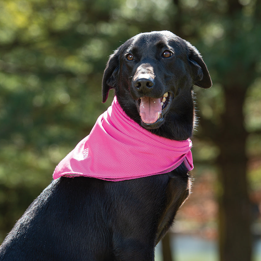 Pet cooling bandana hotsell