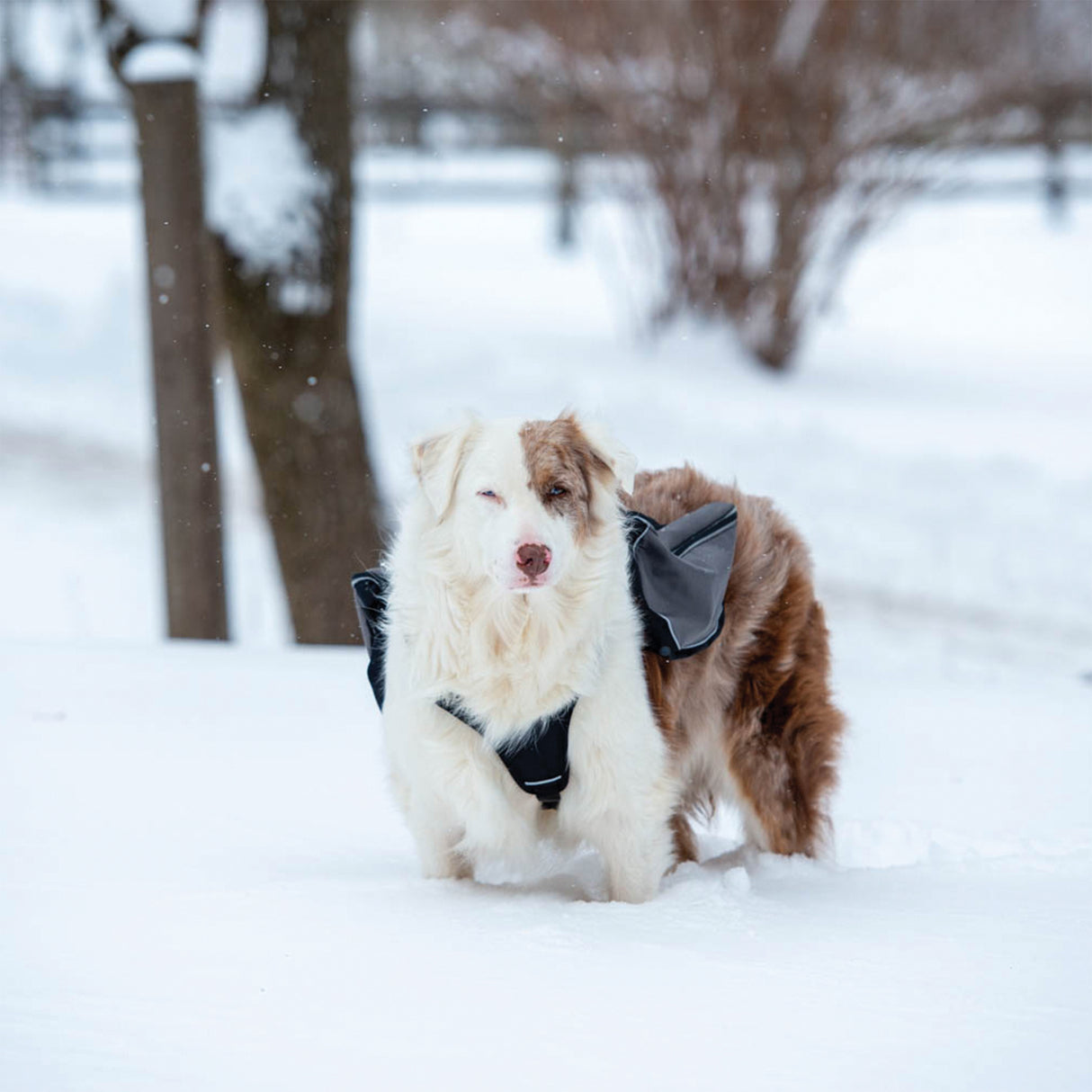 Adventure Pack