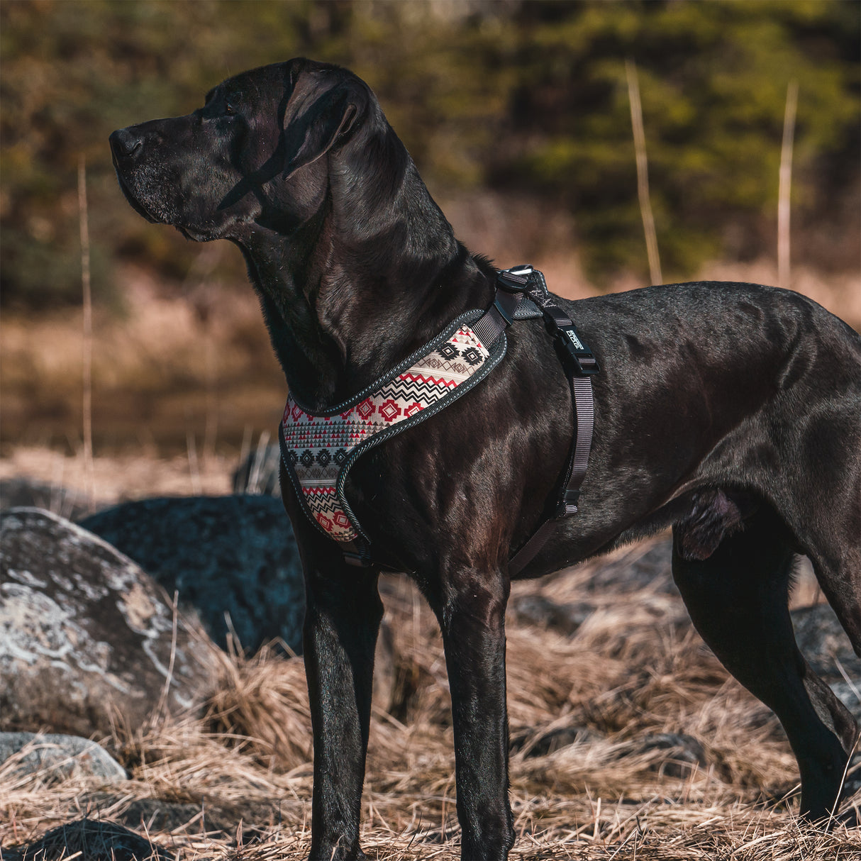 Tracking Harness