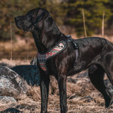 Tracking Harness
