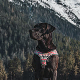 Tracking Harness