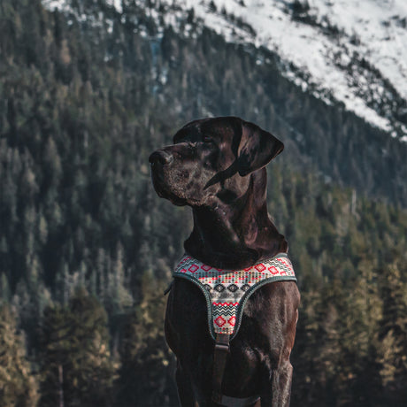 Tracking Harness