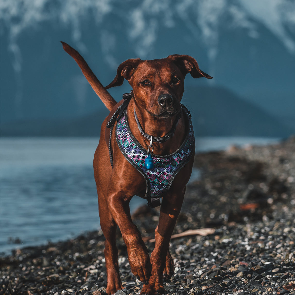 Tracking Harness