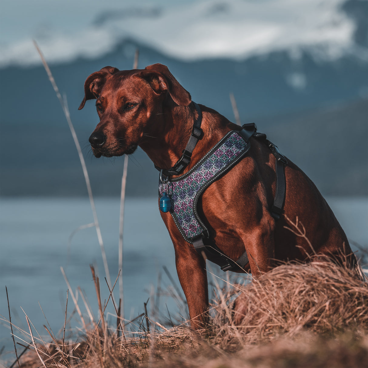 Tracking Harness